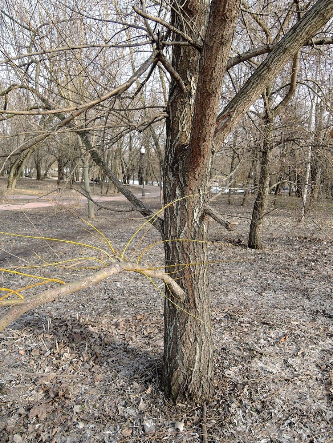 Image of genus Salix specimen.