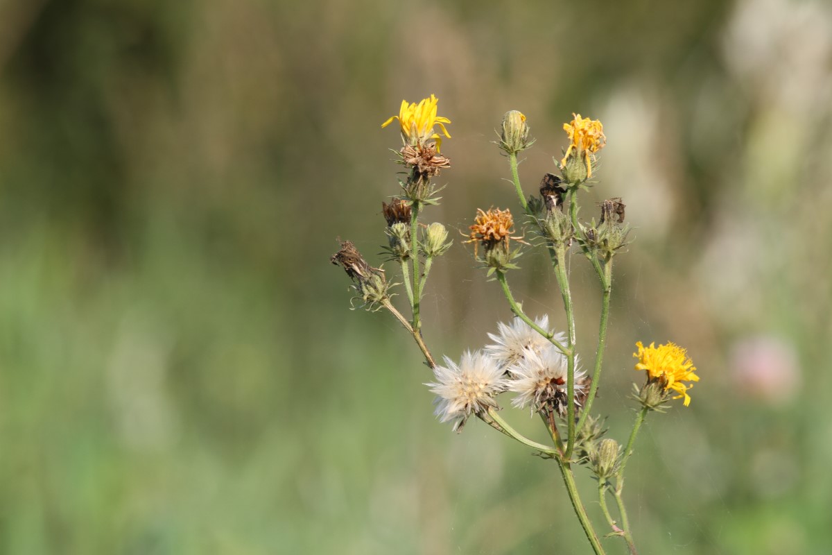 Image of genus Picris specimen.