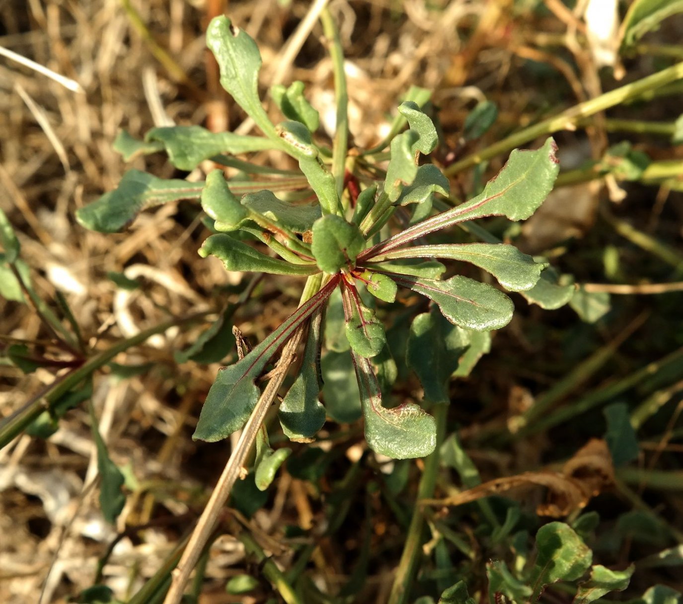 Image of Beta maritima specimen.