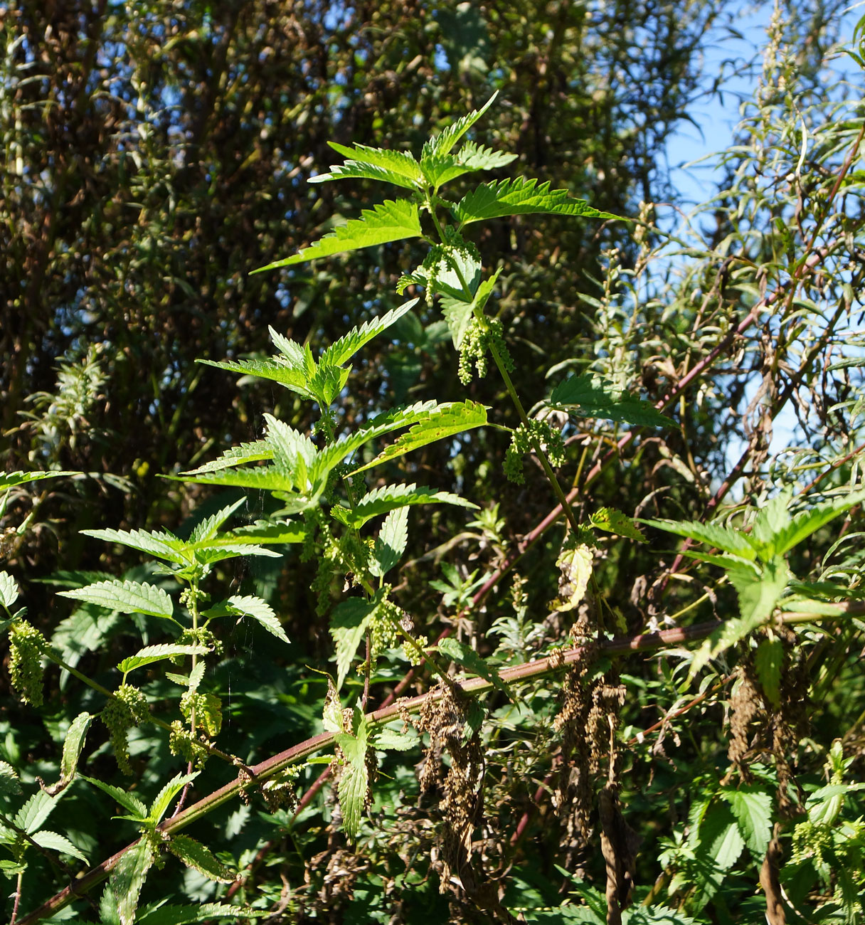 Image of Urtica dioica specimen.