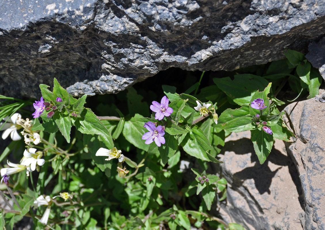 Image of Epilobium algidum specimen.