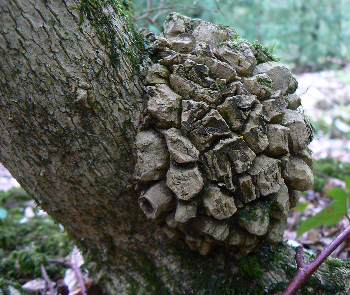 Image of Buxus colchica specimen.