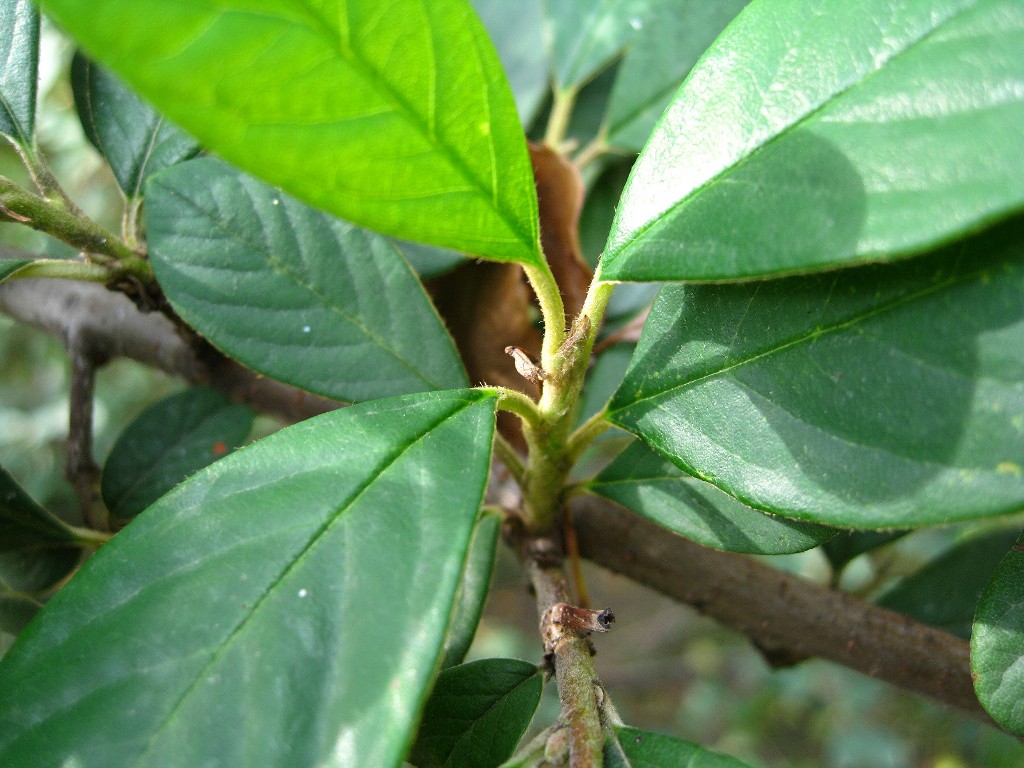 Image of Cotoneaster lacteus specimen.