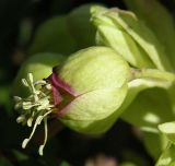 Смотреть изображение Helleborus foetidus