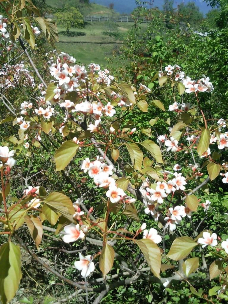 Изображение особи Vernicia fordii.