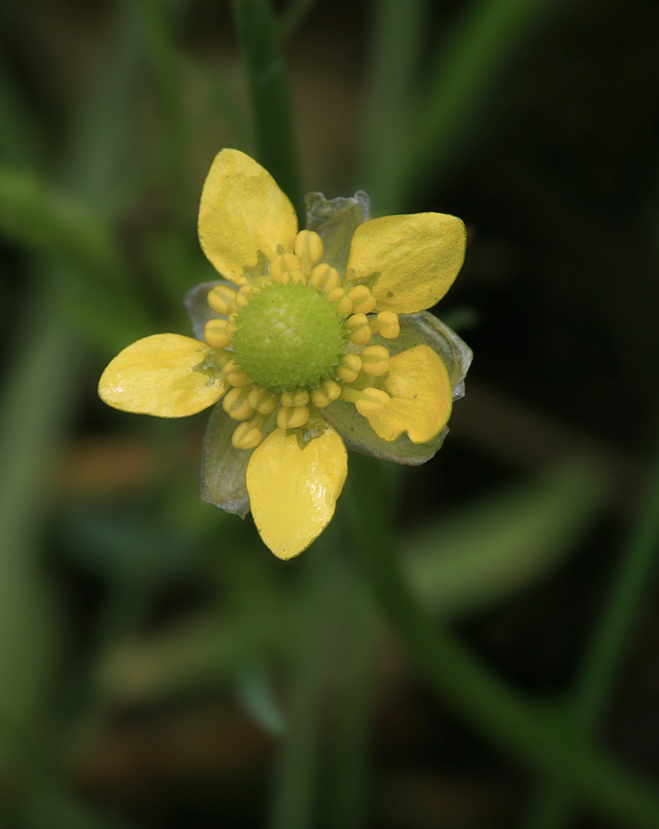 Image of Halerpestes sarmentosa specimen.