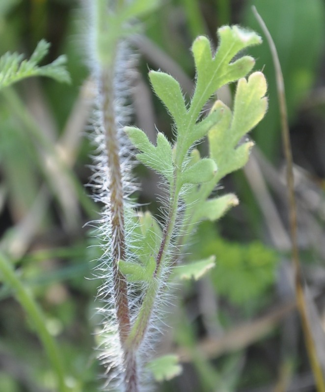 Image of Papaver albiflorum specimen.