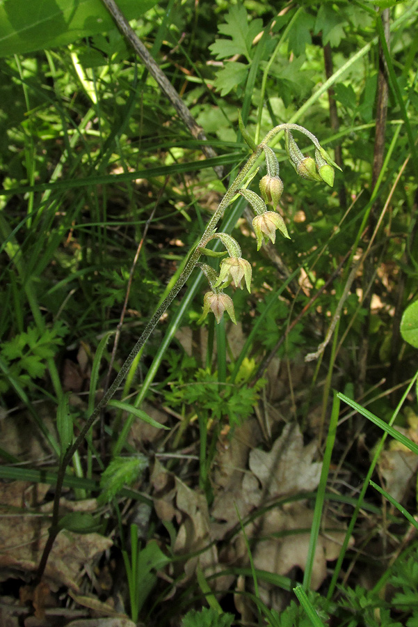 Image of Epipactis microphylla specimen.