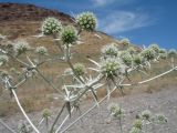 Eryngium macrocalyx. Верхушка цветущего растения. Южный Казахстан, западные отроги Киргизского хр., горы Ботамойнак в окр. г. Тараз, ≈ 750 м н.у.м., межгорное лёссовое понижение, обочина грунтовой дороги. 25 июня 2017 г.