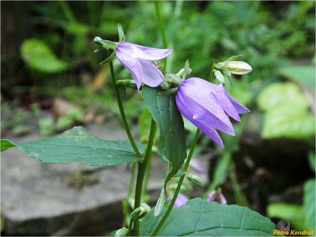 Изображение особи Campanula rapunculoides.