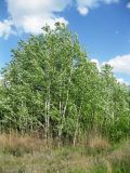 Populus tremula