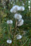 Erigeron acris. Соплодия. Свердловская обл., окр. г. Североуральск, травяной сосняк с елью на известняках. 21.09.2007.