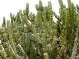 View full-size image Myrtillocactus geometrizans