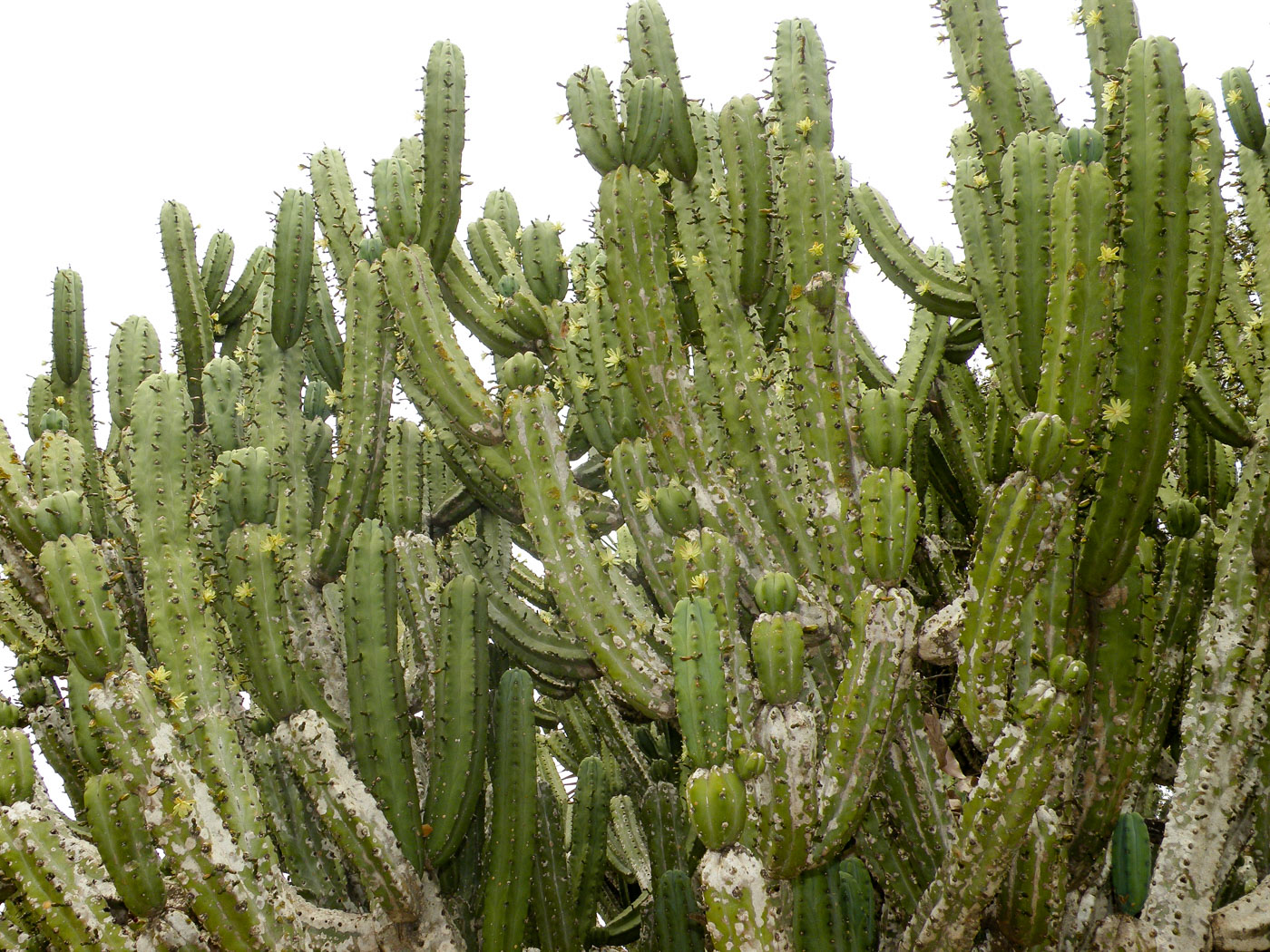 Image of Myrtillocactus geometrizans specimen.