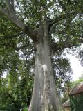 Ficus macrophylla. Нижняя часть дерева. Австралия, г. Мельбурн, парк Fitzroy Gardens. 02.02.2016.