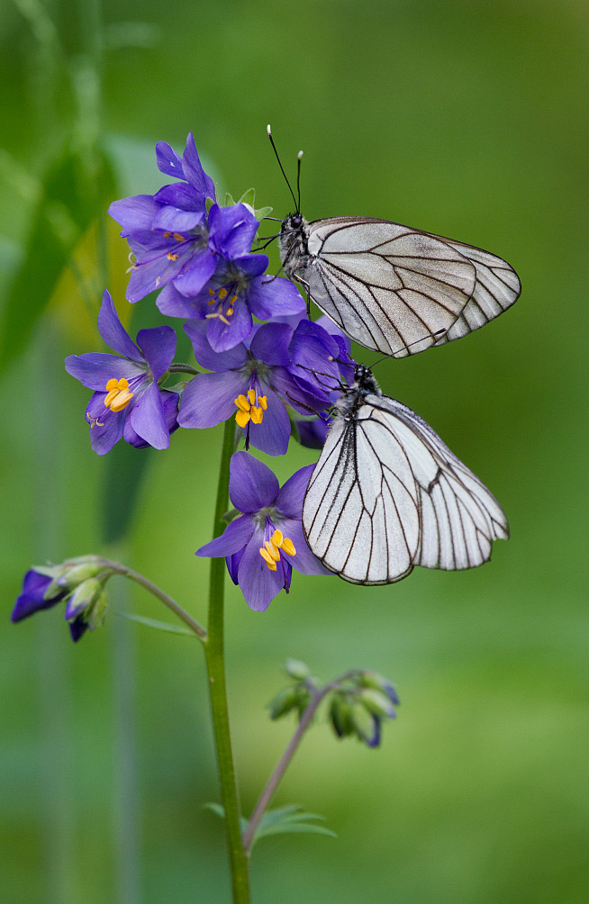 Image of Polemonium caeruleum specimen.