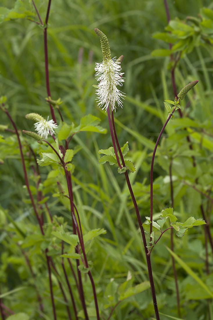 Image of Sanguisorba stipulata specimen.