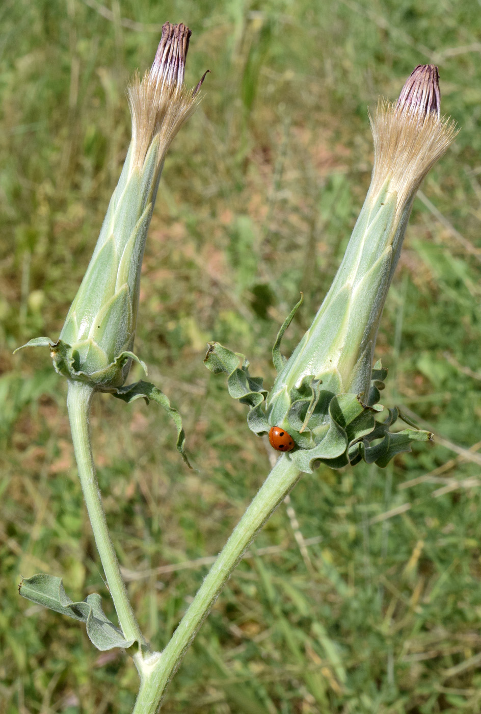 Image of Scorzonera bracteosa specimen.