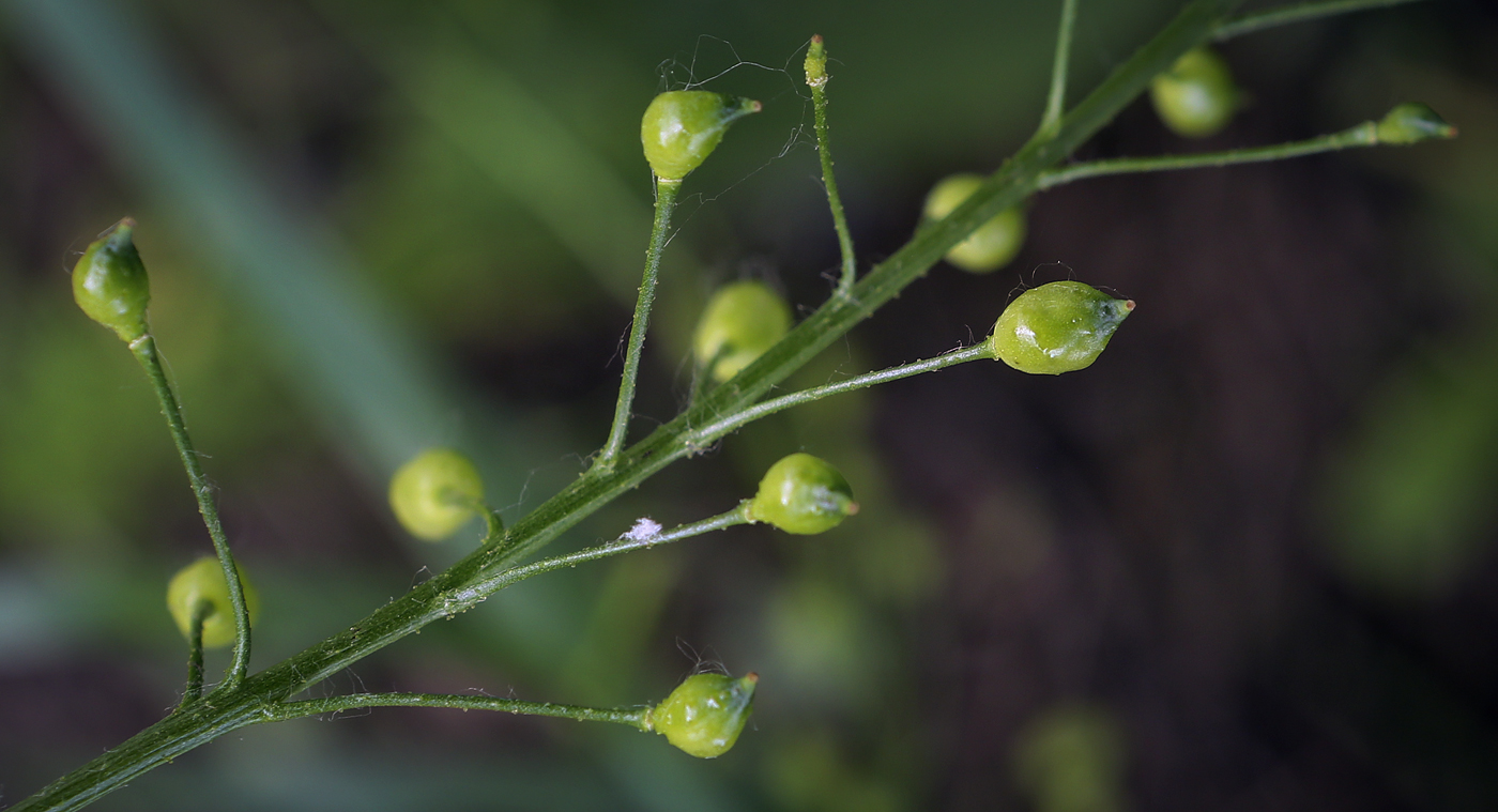 Image of Bunias orientalis specimen.