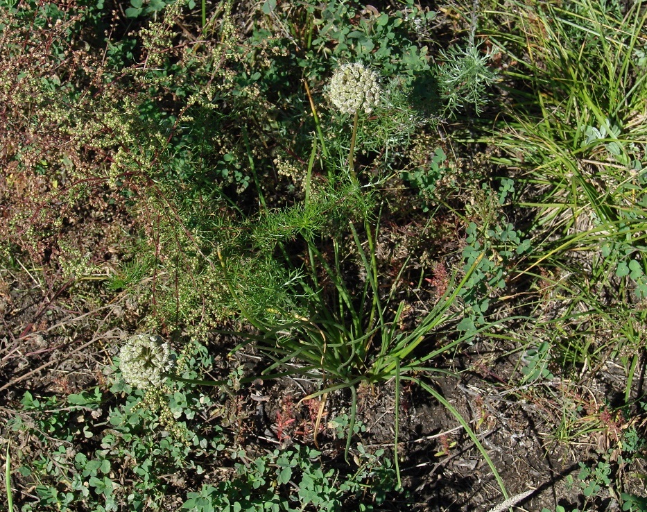 Image of Allium stellerianum specimen.