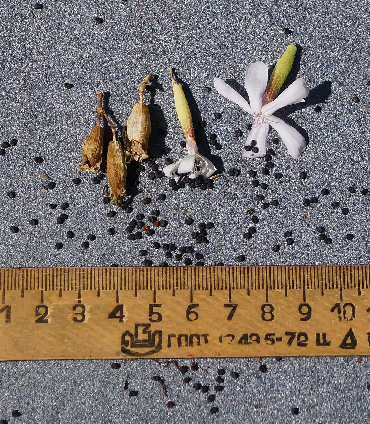 Image of Saponaria officinalis specimen.