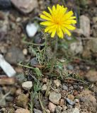 род Taraxacum. Цветущее растение. Бурятия, пгт Гусиноозерск, пустырь. 11.07.2014.