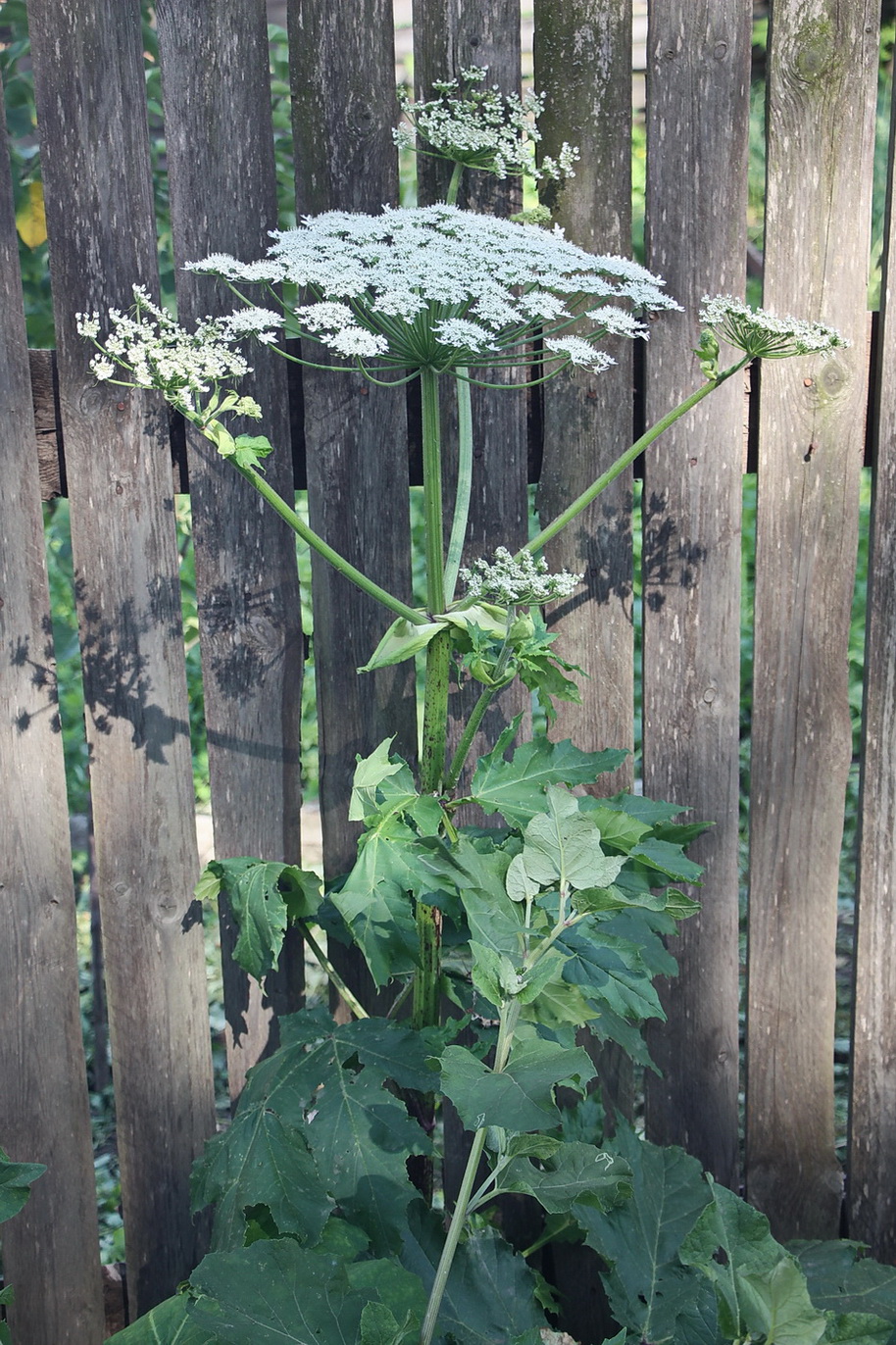 Image of Heracleum sosnowskyi specimen.