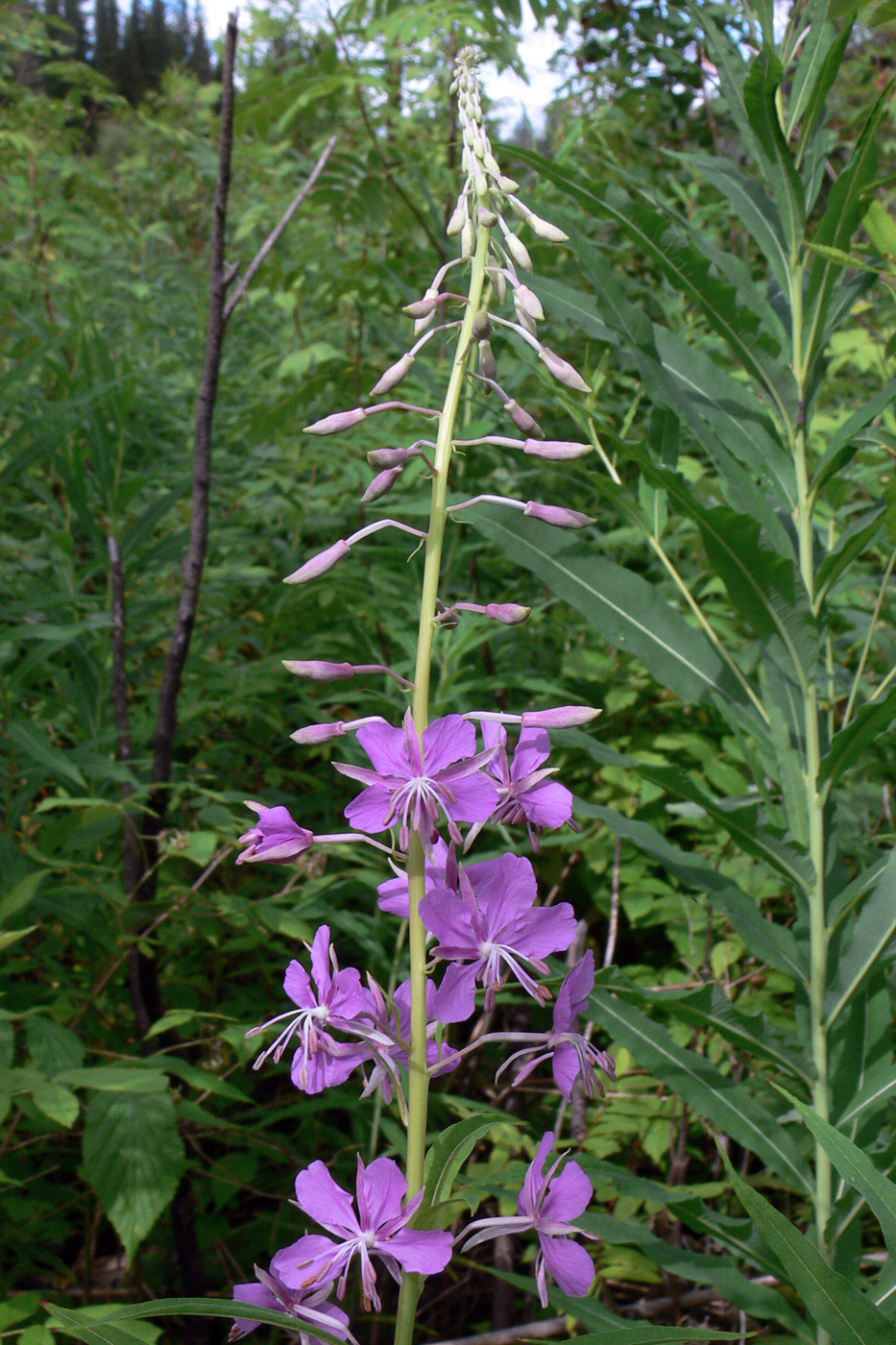 Image of Chamaenerion angustifolium specimen.