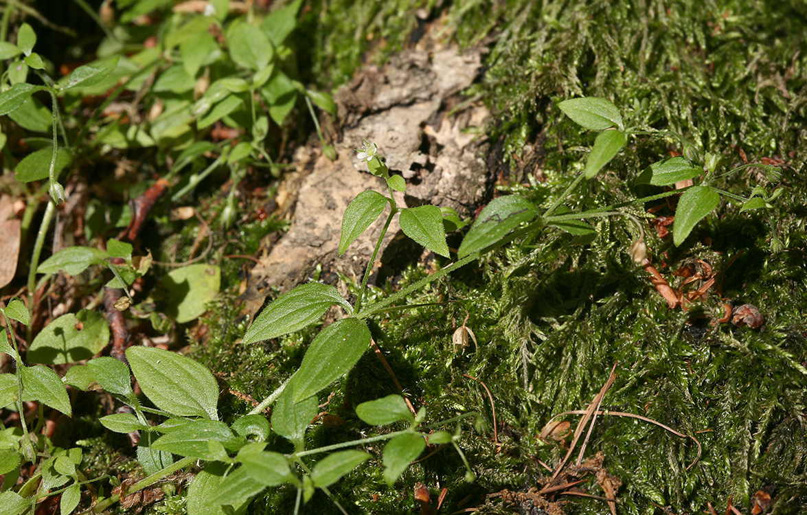 Image of Moehringia trinervia specimen.