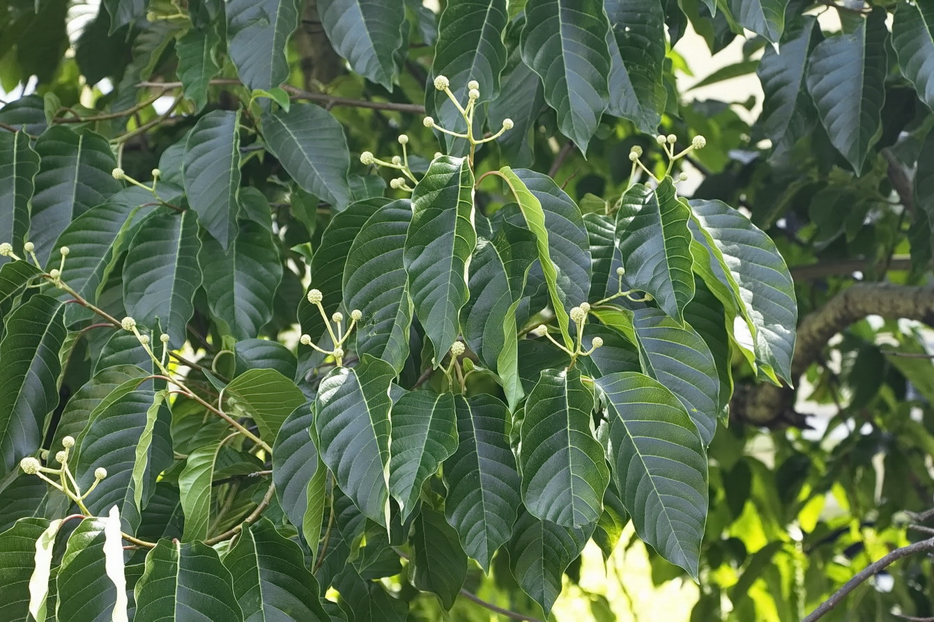 Image of Camptotheca acuminata specimen.