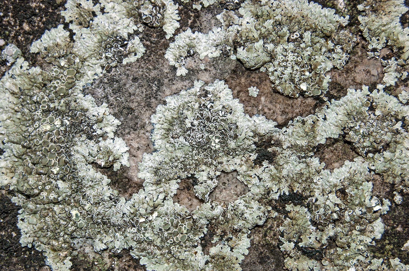 Image of Lecanora muralis specimen.