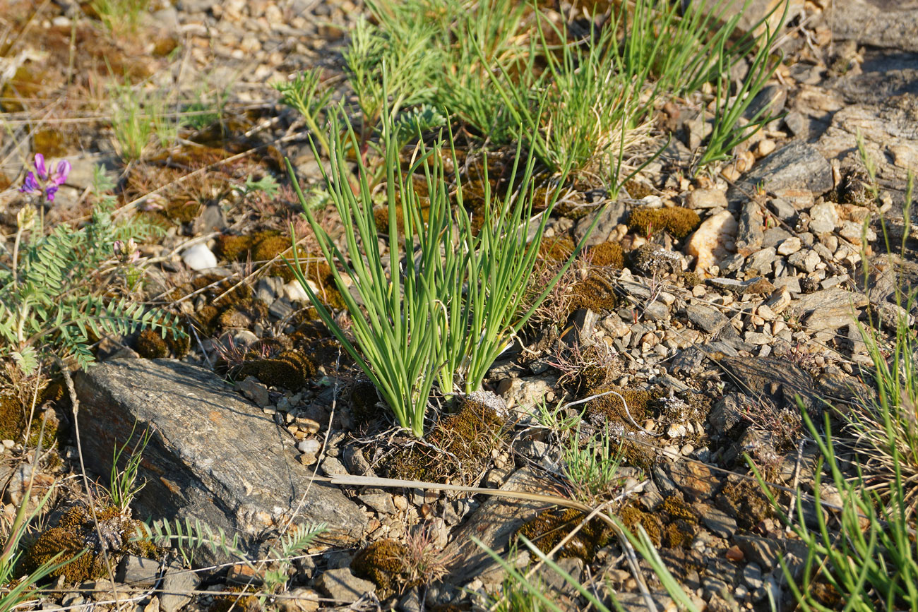 Image of Allium rubens specimen.