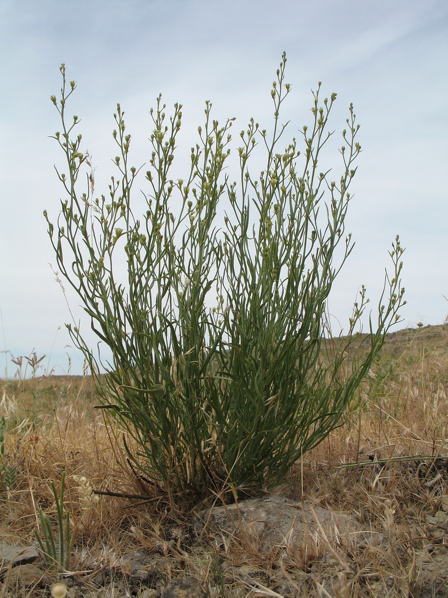 Image of Thesium multicaule specimen.