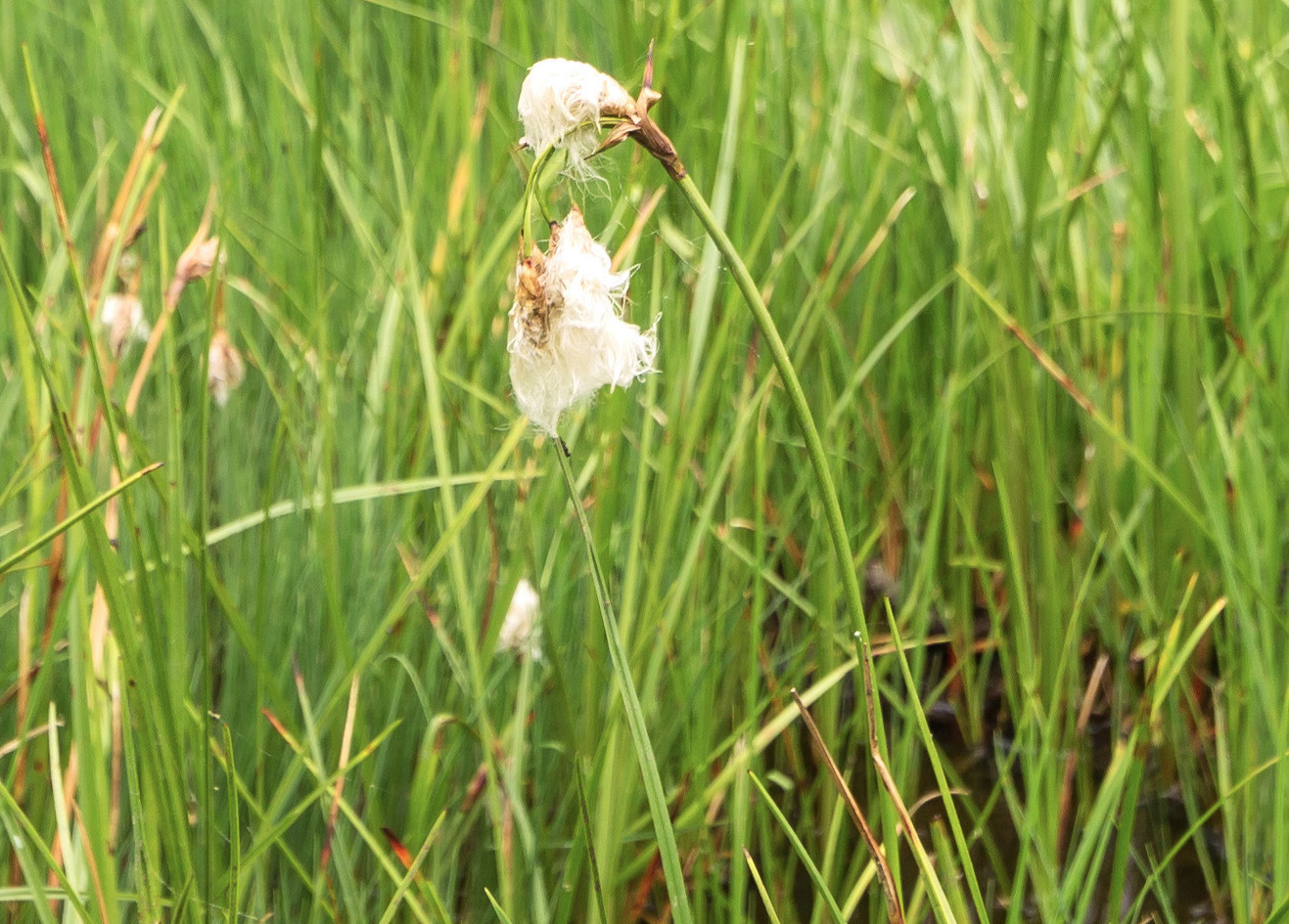 Изображение особи Eriophorum angustifolium.