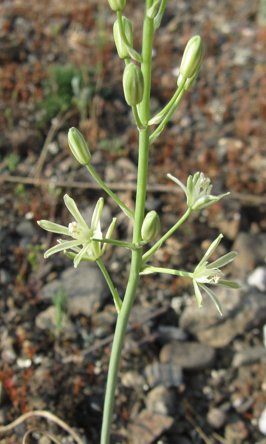 Изображение особи Ornithogalum pyrenaicum.