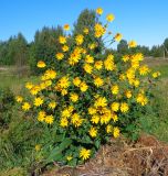 Helianthus tuberosus. Цветущее растение. Тверская обл., Весьегонский р-н, с. Чистая Дуброва, луг, куча мусора. 14 августа 2018 г.