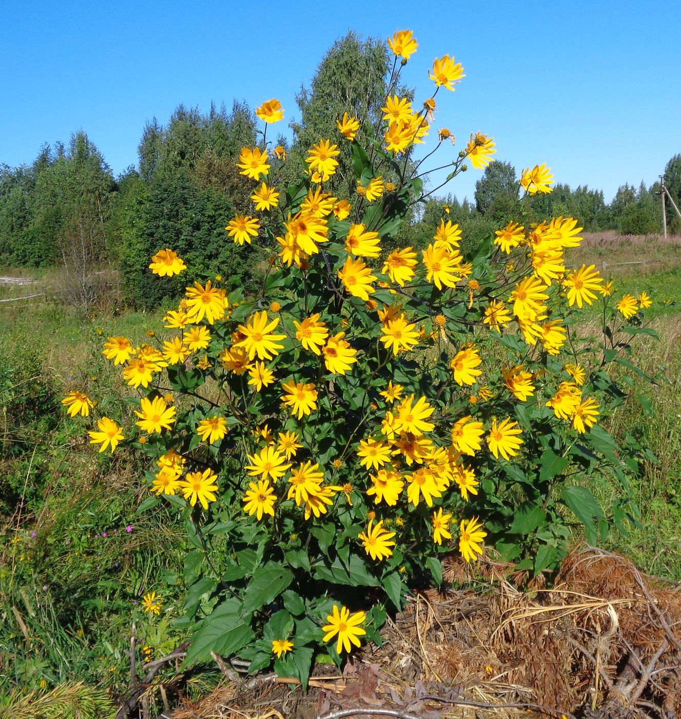 Изображение особи Helianthus tuberosus.