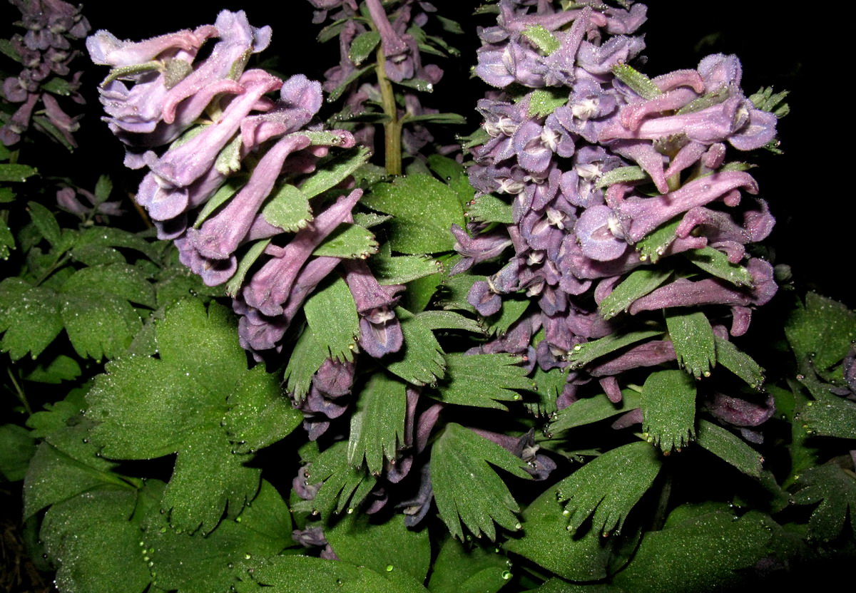 Image of Corydalis lacrimuli-cuculi specimen.