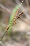 Carex arenaria