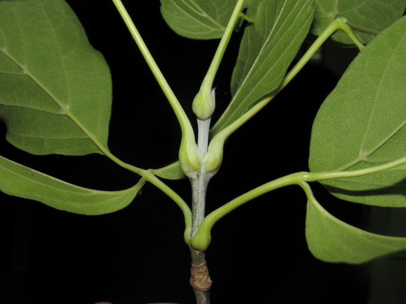 Image of Acer negundo specimen.