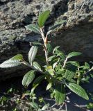 Смотреть изображение Salix krylovii