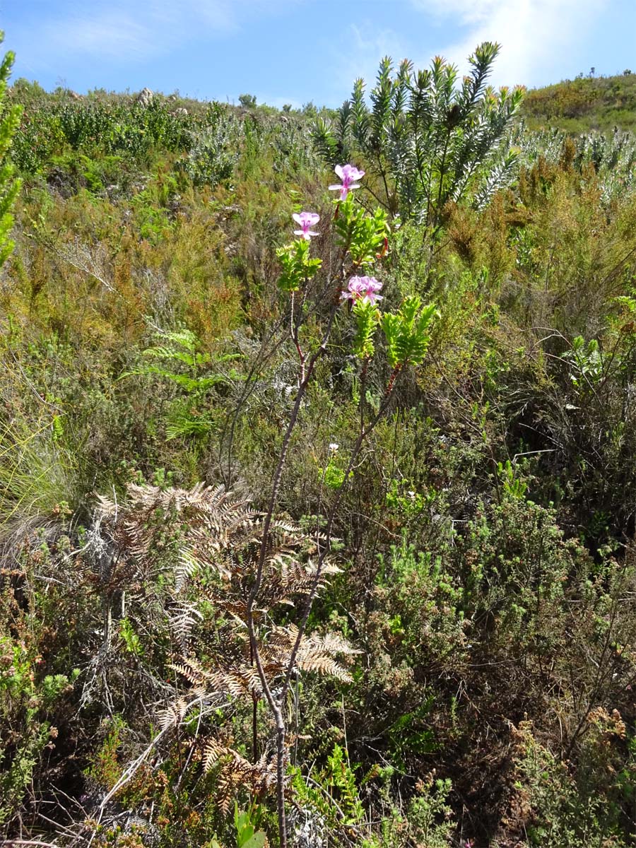 Image of Pelargonium crispum specimen.