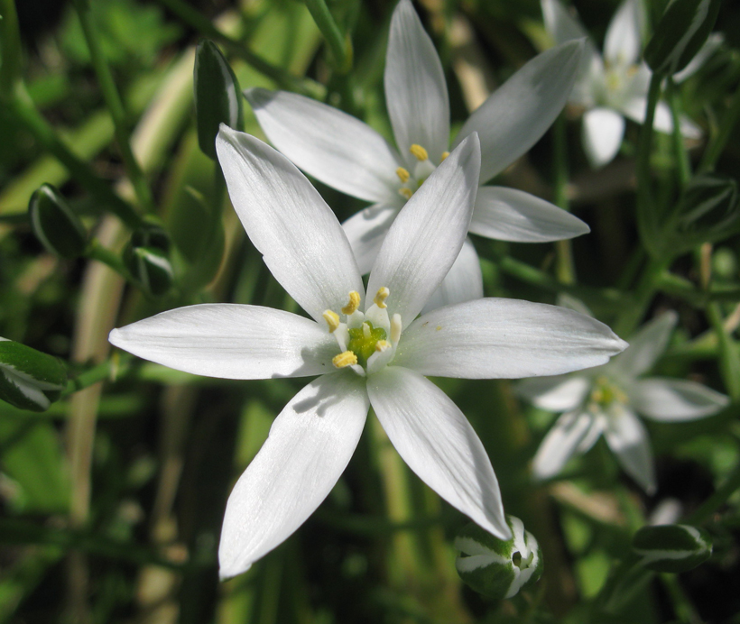 Изображение особи Ornithogalum umbellatum.