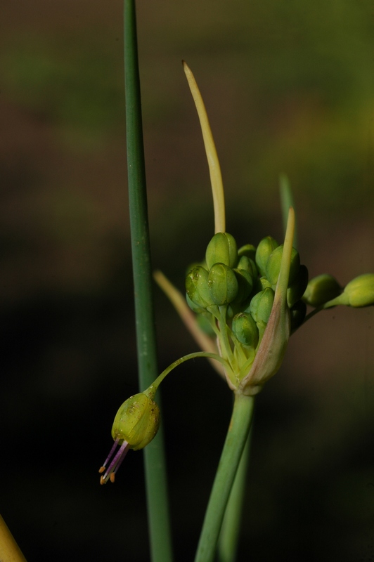 Image of Allium pictistamineum specimen.