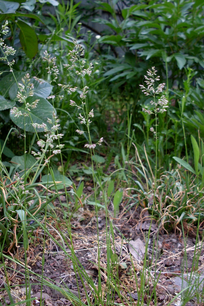 Изображение особи Poa angustifolia.