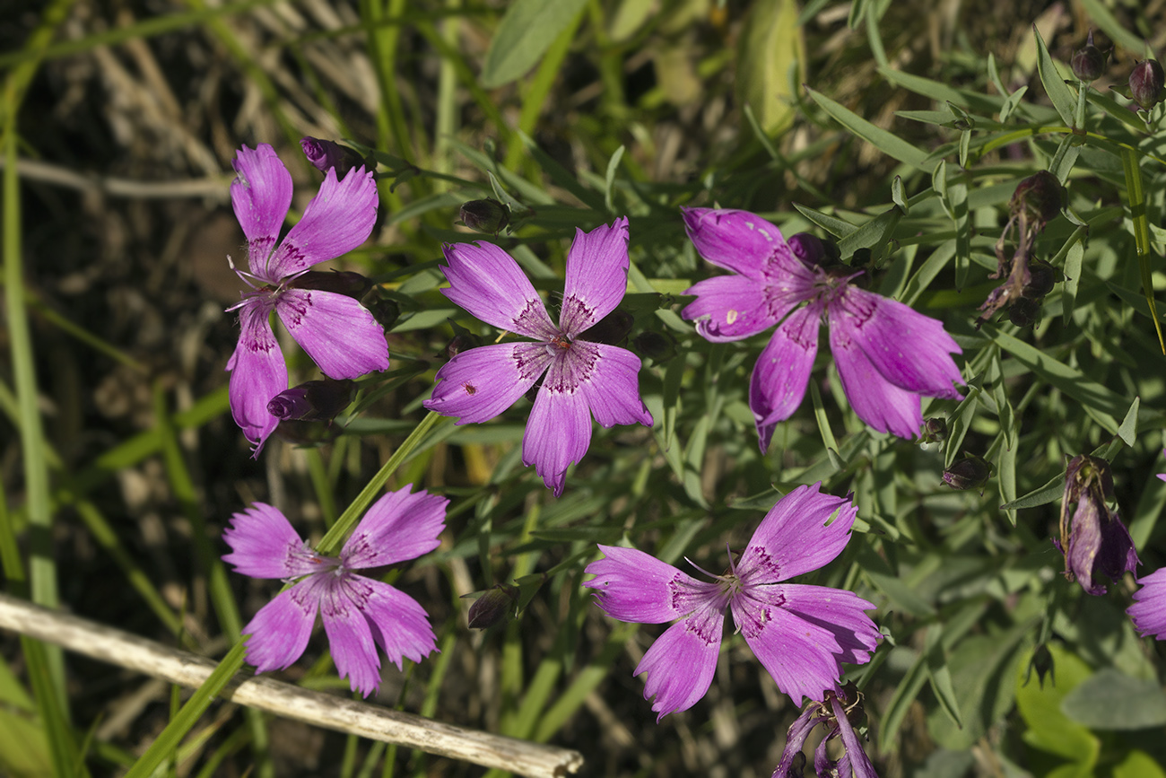 Изображение особи Dianthus chinensis.