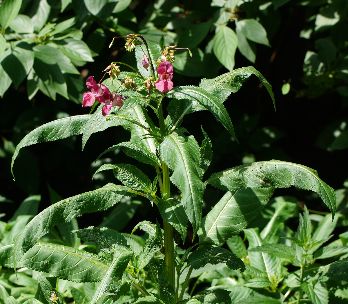 Image of Impatiens glandulifera specimen.