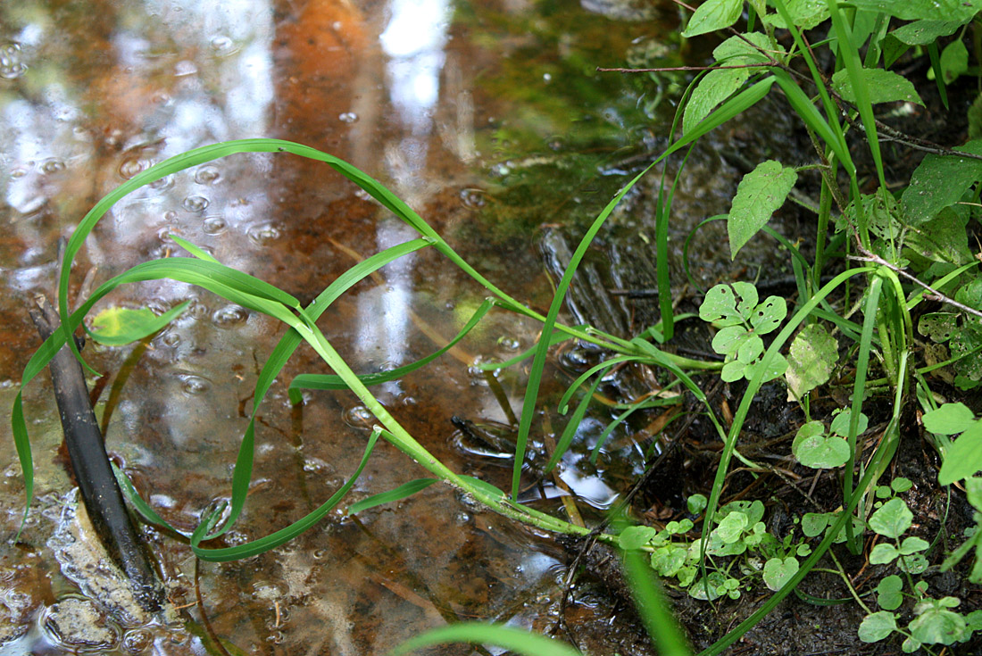 Image of Poa remota specimen.