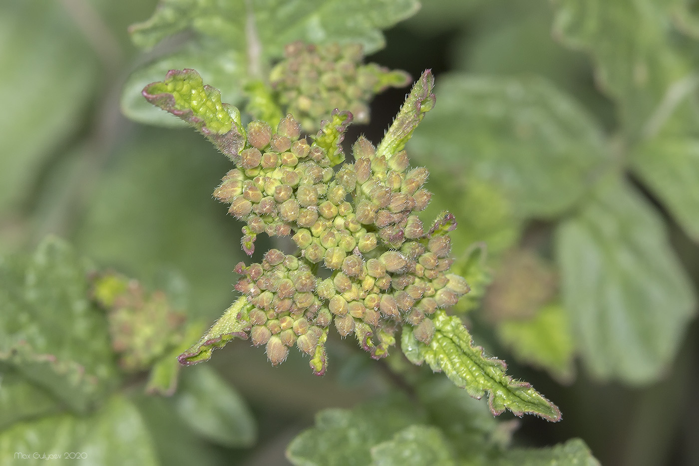 Изображение особи семейство Brassicaceae.