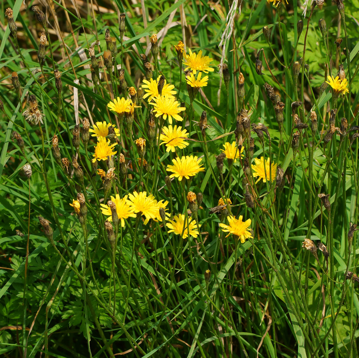 Image of Scorzoneroides autumnalis specimen.